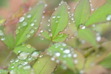 Taze yeşil yaprakların üzerine su damlaları düşer. Makro fotoğrafçılık