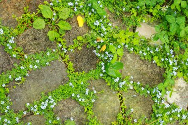 yeşil yaprakları ve çiçekleri