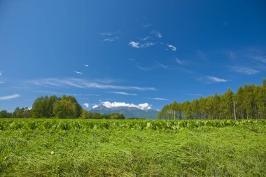 Dağın arka planına sahip tarım alanının güzel manzarası