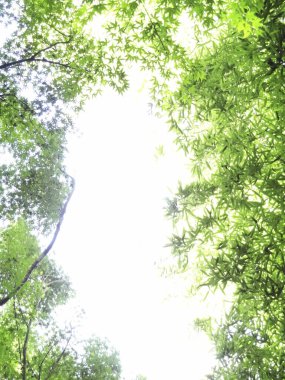 Ormanda yeşil yapraklar