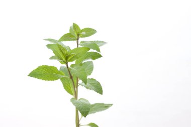 Genç nane bitkisi beyaz arkaplanda