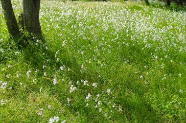 Parktaki güzel çiçekler..