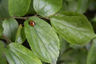 doğanın yeşil yaprak