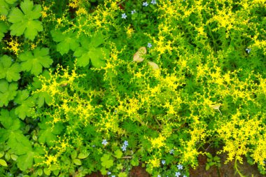 Yeşil çimlerde sarı çiçekler