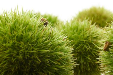 Castanea Crenata 'ya yakın, Japon kestaneleri beyaz arka planda izole edilmiş. 