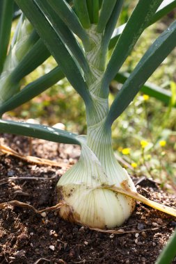 Bahçede yetişen soğanlar