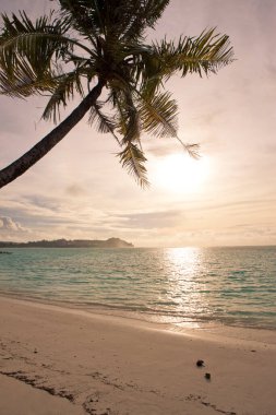 Gün batımında sahilde tropikal palmiye ağacı