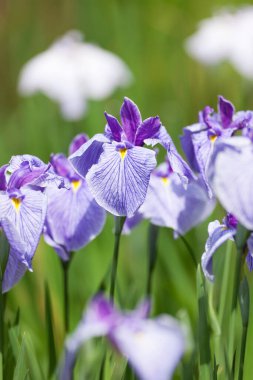 Bahçedeki İris çiçeğinin yakın çekim görüntüsü