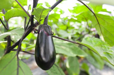 Bir dalda asılı patlıcan manzarası