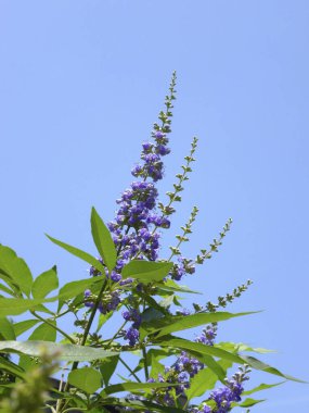 Güzel mavi çiçeklerin alçak açılı görüntüsü Bahçede gökyüzüne karşı