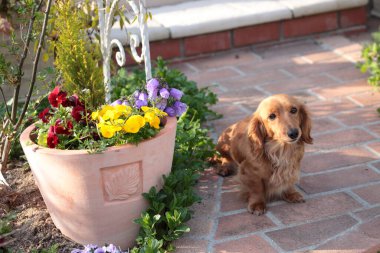 Bahçedeki küçük güzel köpek 