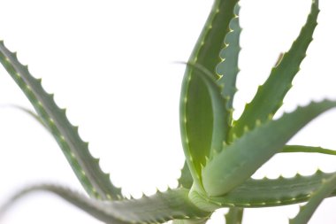 aloe vera bitkisi beyaz arkaplanda izole