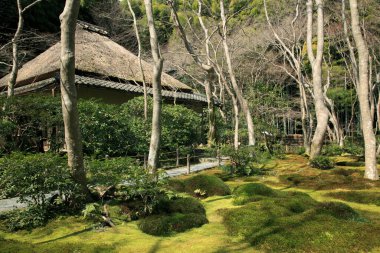 Japonya 'daki bambu ormanı manzarası