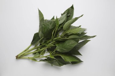 Taze yeşil yapraklı bir demet beyaz arka planda dinleniyor.