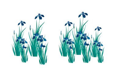 Beyaz arkaplanda güzel mavi süsen çiçekleri   