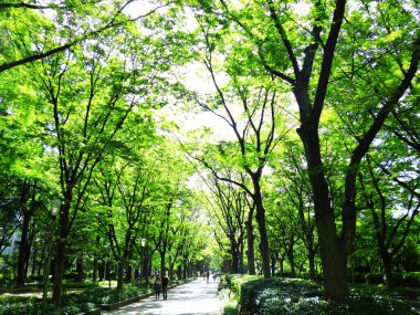Mavi gökyüzünün arka planında yeşil ağaçlar