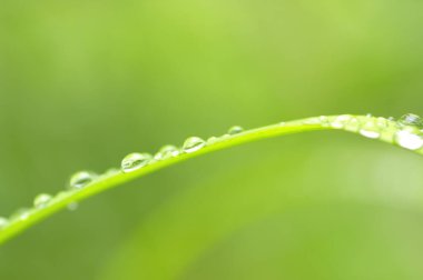 Taze yeşil yaprağın üzerine su damlaları düşer. Makro fotoğrafçılık