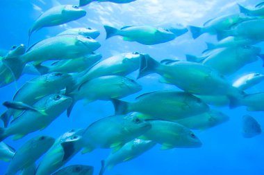 Okyanustaki balıklar