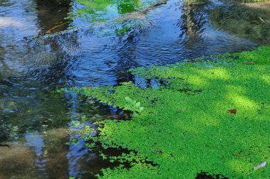 yosunlu yeşil su yüzeyi