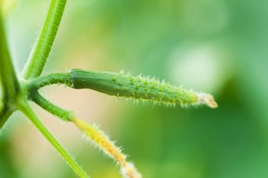 Ağaçtaki yeşil yaprak, yakın - yakın -