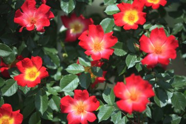 Bahçedeki güzel güller