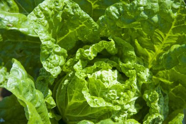 Bahçedeki salatadan taze yeşil yapraklar.