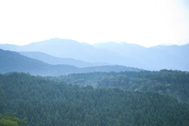 yeşil ağaçlar ve dağlar, orman