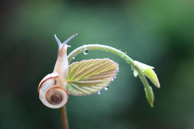 Yaprağın üzerinde bir salyangoz, doğa arka planı