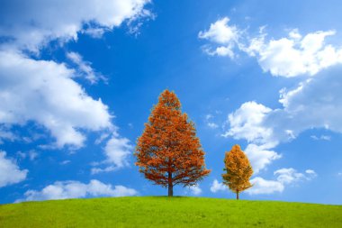 ağaç ve mavi gökyüzü ile sonbahar manzara