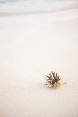 beautiful coral on sandy beach with sea wave on background