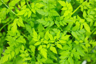 yeşil çimen arkaplanı kapat