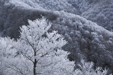 Karla kaplı ağaçları olan güzel bir manzara.