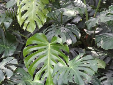 yeşil yaprak dokusu arkaplanı