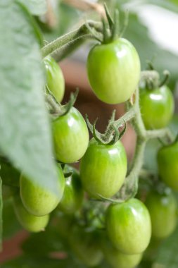 Bahçede yeşil kiraz domates