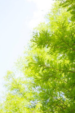 Ormanda yeşil yapraklar doğanın arka planında