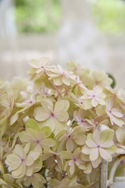 Ortanca çiçeklerini kapat