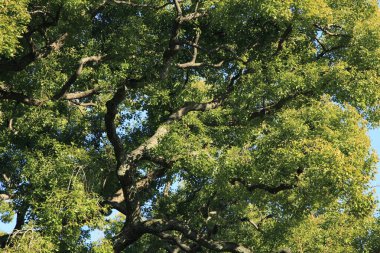 yeşil ağaçlar ve mavi gökyüzü