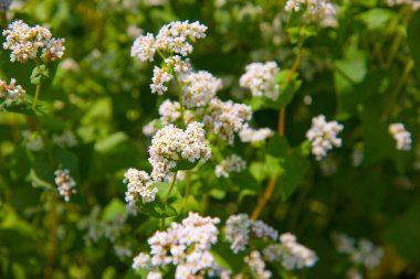 Bahçede çiçek açan güzel beyaz çiçekler