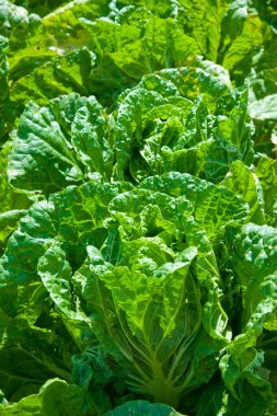 Bahçede taze yeşil lahana yetişiyor.