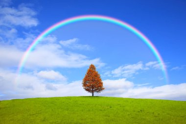 Gökkuşağı tarlada 