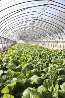 Serada bir sürü taze lahana bitkisi yetişiyor.