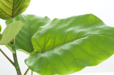 Tencerede beyaz arka planda izole edilmiş küçük yeşil bir bitki var..