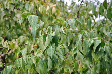 Ağaçtaki yeşil yapraklar ve meyveler, doğa arka planı.,