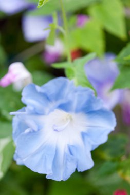 Güzel çiçek ipomoea 'sının yakın plan çekimi.