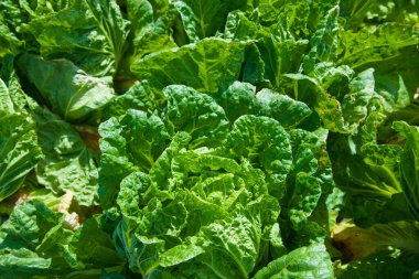 Bahçede yeşil lahana.