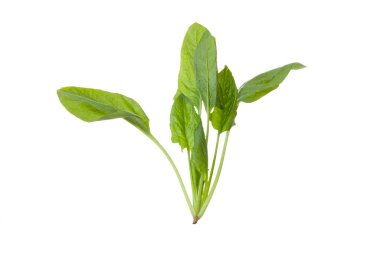 Taze yeşil bitki yaprakları beyaz arkaplanda