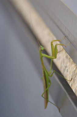 Yeşil peygamber devesi yüzeye tırmanıyor