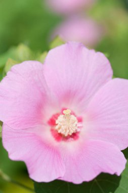 Bahçedeki pembe çiçek