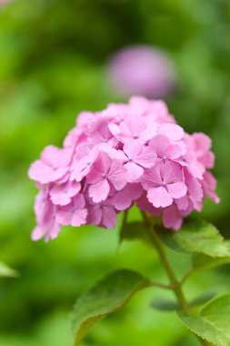 beautiful pink hydrangea flowers in garden