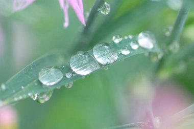 Taze yeşil yaprakların üzerine su damlaları düşer. Makro fotoğrafçılık